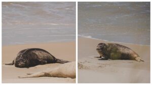 [VÍDEO] Primeiro elefante marinho nascido no litoral catarinense começa nova fase longe de sua mãe
