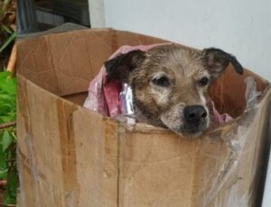 Bombeiros salvam cão debilitado na margem de rio em SC