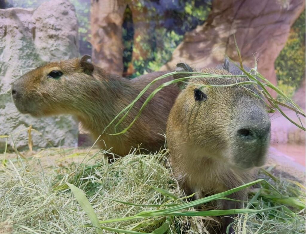 Banofe e Bonani foram destinados ao Zoo São Paulo após serem resgatados por uma entidade de proteção aos animais