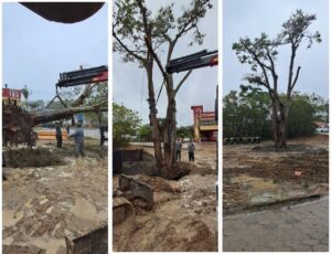 Construtora transplanta figueira de área de obra para praça pública