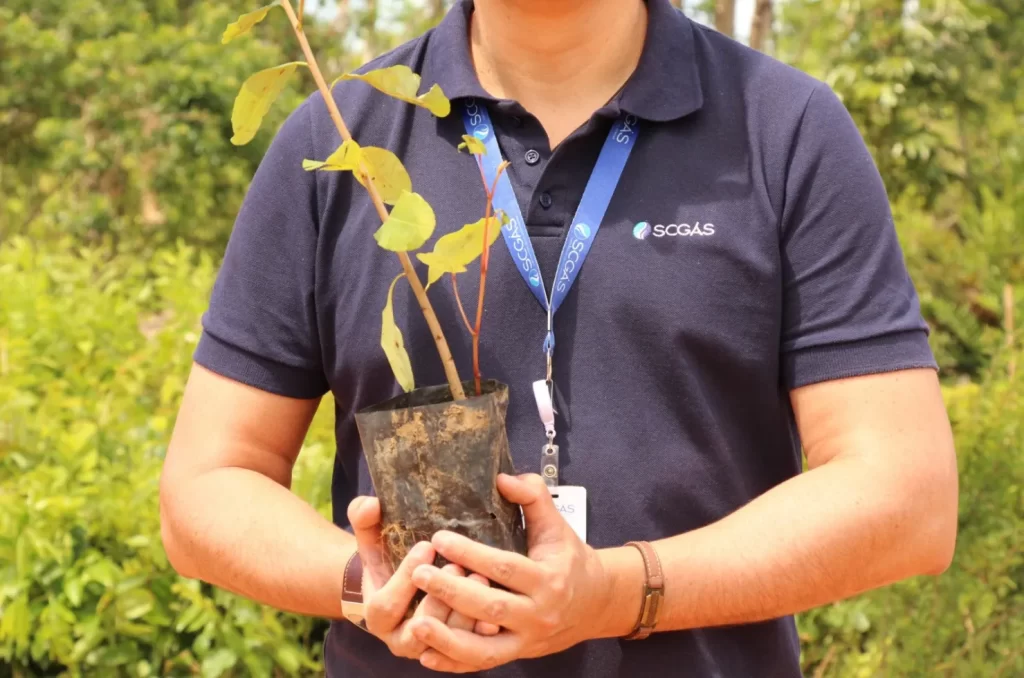 Projeto de plantio da SCGÁS, que pode chegar à Criciúma