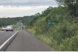 Mato toma conta das margens da Via Rápida e cobre placas de trânsito