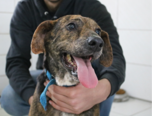 Nubea de Criciúma promove Feira de Adoção de cães idosos