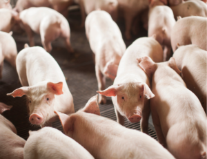 SC exporta 68 mil toneladas de carne suína e alcança segundo melhor desempenho