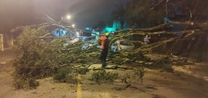 Queda de árvore bloqueia rua e atinge automóvel em Araranguá