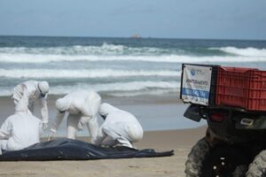 Florianópolis perdeu um golfinho a cada 10 dias em 2024
