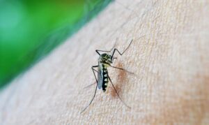 Capital intensifica combate à dengue e pede colaboração