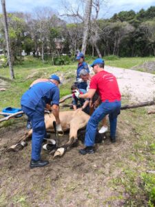 Bombeiros resgatam cavalo preso e exausto em Florianópolis