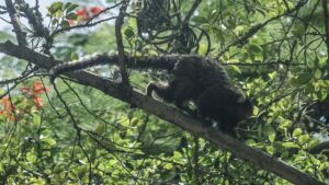UFSC desenvolve método para detecção de febre amarela em animais silvestres