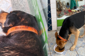 Núcleo de Bem-Estar Animal irá avaliar condições dos animais da Praça Nereu Ramos