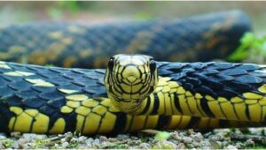 Bombeiros resgatam cobra Caninana em Florianópolis