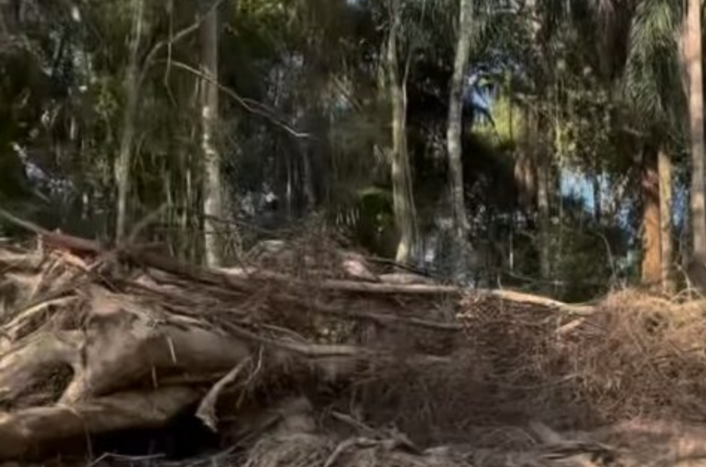 Biólogo fala sobre os impactos desmatamento causa ao Morro Cechinel