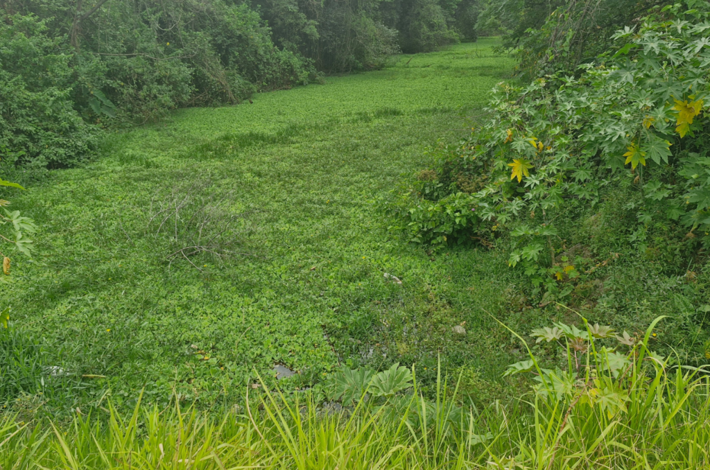 Proposta de Enquadramento do Rio Madre é aprovada pelo Comitê e Complexo Lagunar