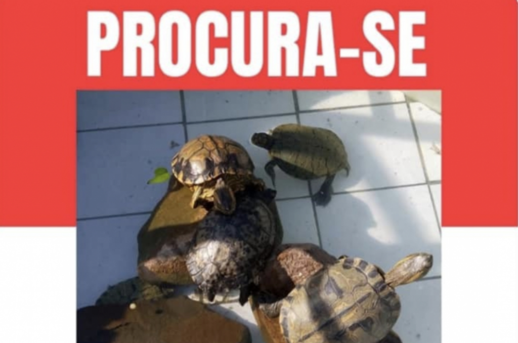Tartarugas são furtadas de creche em Imbituba
