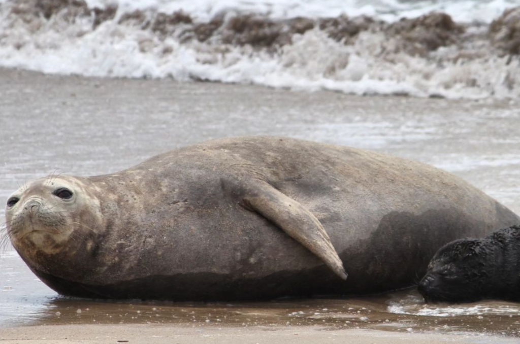 Saiba o que você precisa saber sobre os filhotes de elefante-marinho