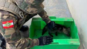 PM resgata cachorro-do-mato ferido em área urbana