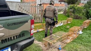 Drogas e aves silvestres apreendidas em operação em Biguaçu