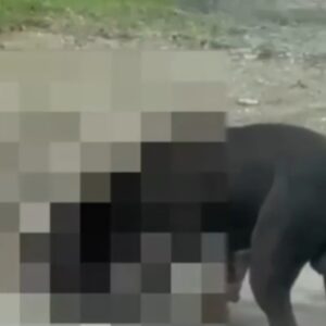Novo ataque de pitbulls em Tubarão resulta na morte de dois cães