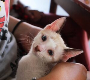 Quase 5 milhões de pets estão em situação de vulnerabilidade no Brasil