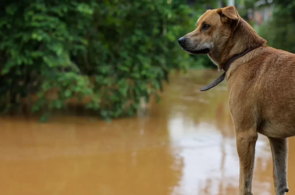 Campanha Dezembro Verde conscientiza sobre abandono e maus-tratos de animais, promovendo a adoção responsável e respeito à vida animal