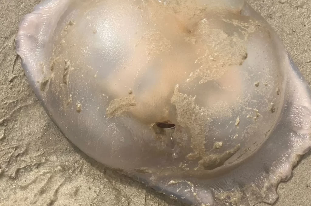 Monitoramento de encalhes de tartarugas e medusas realizado pela ONG EducaMar no litoral Sul de Santa Catarina