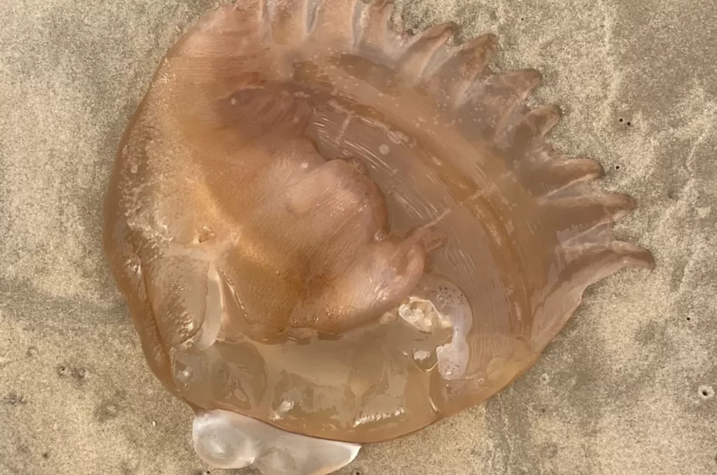 Monitoramento de encalhes de tartarugas e medusas realizado pela ONG EducaMar no litoral Sul de Santa Catarina