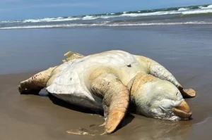 EducaMar monitora encalhes de tartarugas e medusas