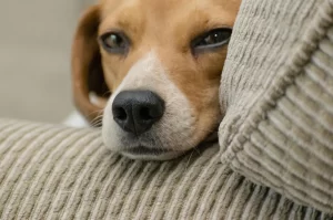 Focinho longo e porte pequeno aumentam vida dos cães