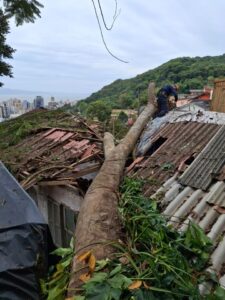 Árvore gigante cai em Florianópolis e mobiliza bombeiros por 3 dias