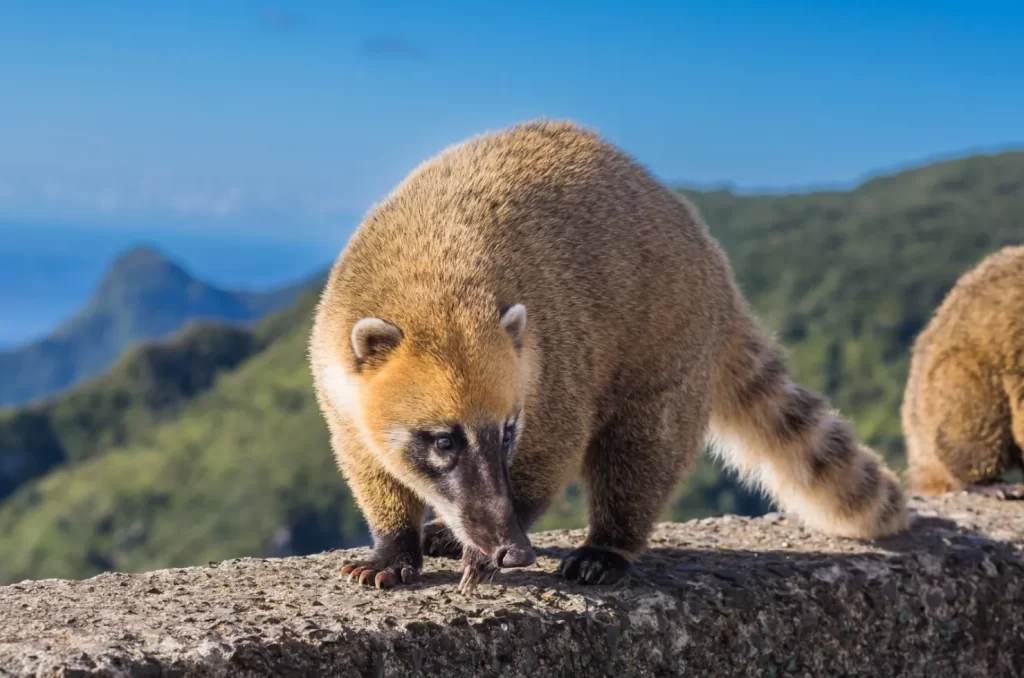 Paisagem de Lauro Müller, evidenciando pontos turísticos e a natureza local.