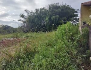 Vídeo: Mato toma conta de terrenos públicos em Navegantes