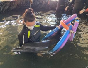 Morre golfinho resgatado em Navegantes