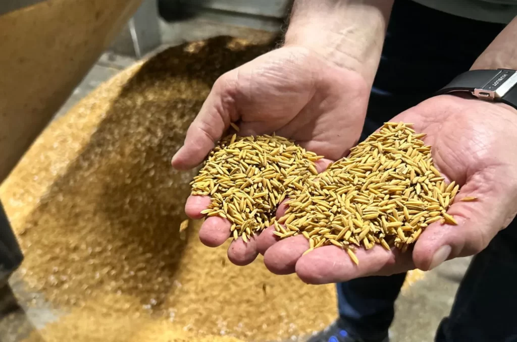 Imagem do Arroz sendo colhido no Sul de SC, que deve ter uma supersafra em 2025