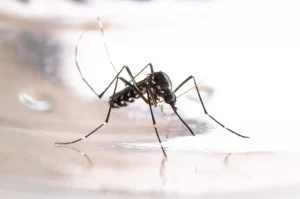 Braço do Norte confirma dois casos de dengue