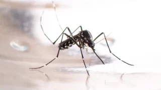 Mosquito da dengue, Aedes aegypti, responsável pelos casos da doença