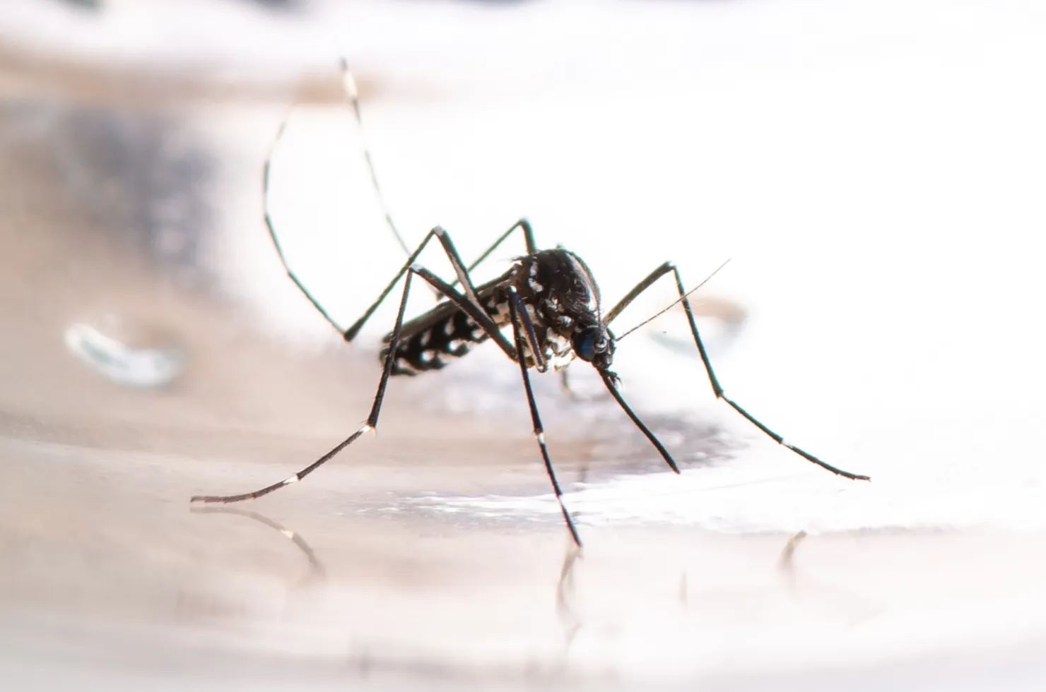 Mosquito da dengue, Aedes aegypti, responsável pelos casos da doença