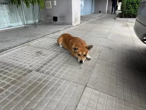 Cão de rua cuidado por moradores de condomínio vira pivô de desentendimento entre vizinhos em Tubarão