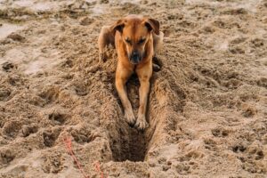 Debate sobre cães nas praias de Florianópolis volta à tona 