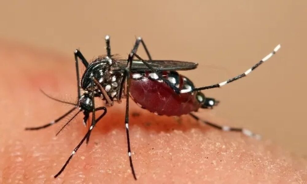 Dengue em SC: Vacinação alcança apenas 16% do público-alvo