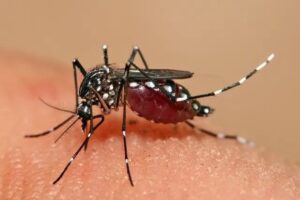 Dengue em SC: Vacinação alcança apenas 16% do público-alvo