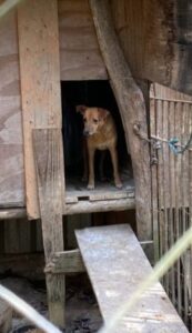 Maus-tratos: Cães são resgatados e homem é preso em Palhoça
