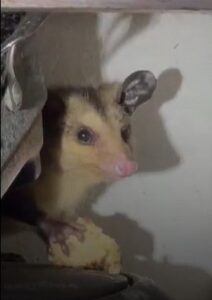 Gambá é resgatado com segurança em Florianópolis