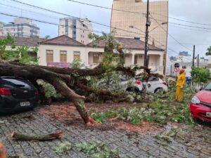 [VÍDEO] Queda de árvore provoca estragos em cinco veículos no Centro de Florianópolis
