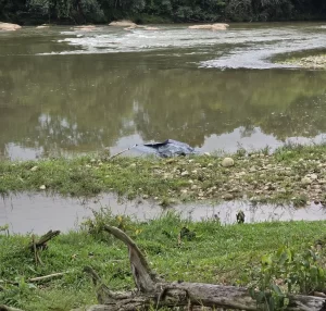 Corpo é encontrado boiando em rio em Orleans