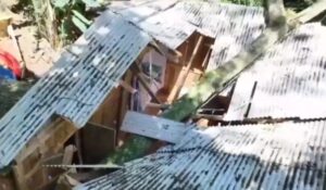 Árvore de 20 metros cai e destrói casa em Florianópolis 