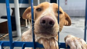 Grande Florianópolis registra mais de 3 mil denúncias de maus-tratos a animais em 2024