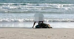 Tartarugas são encontradas mutiladas em praia de Garopaba
