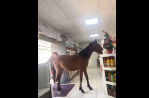 Vídeo: cavalos invadem padaria e escolhem alimento natalino