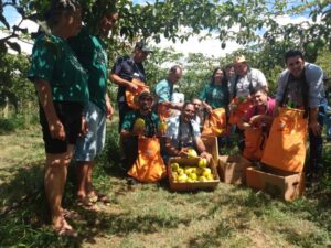 Abertura da colheita em SC de fruta conhecida como calmante natural será nesta semana