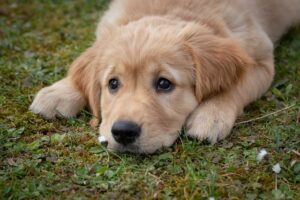 Pets terão carteira de identidade nacional a partir de 2025